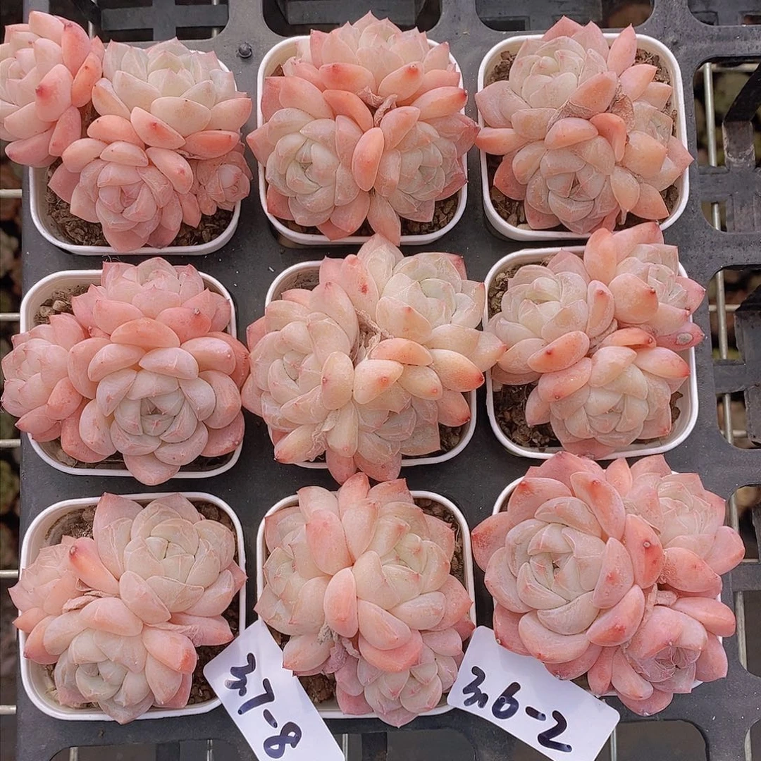 3.7-8-粉蜜桃群福利一颗 量拍