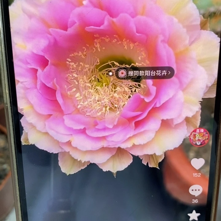 彩草520带根5公分左右