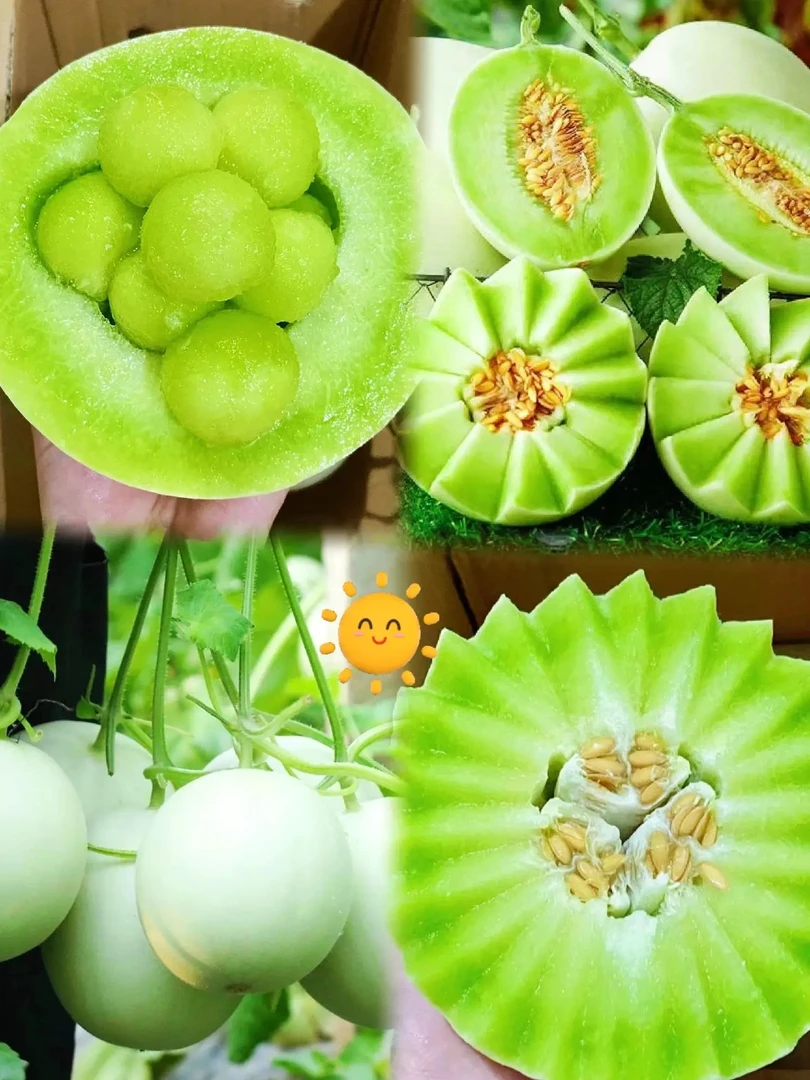 山东头茬玉菇冰淇淋甜瓜新鲜果形不太周正，介意勿拍