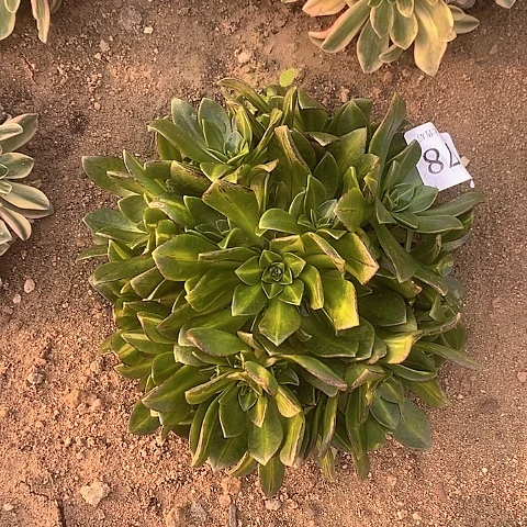 1278花茶多肉法师