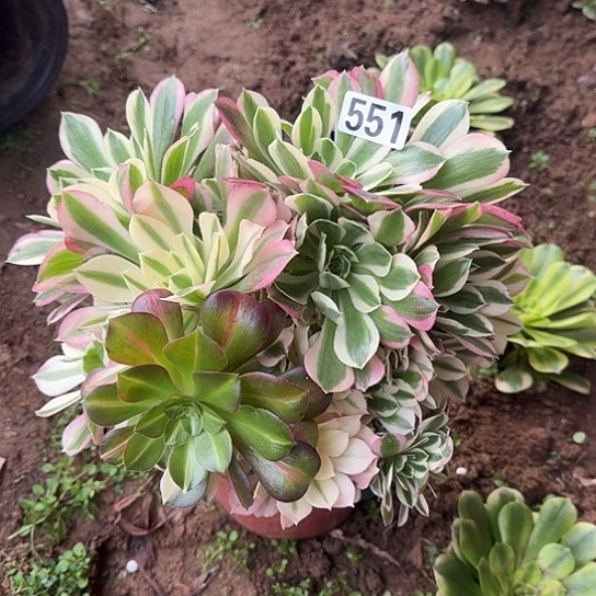 无花朵白凤551号不包断枝有砍过