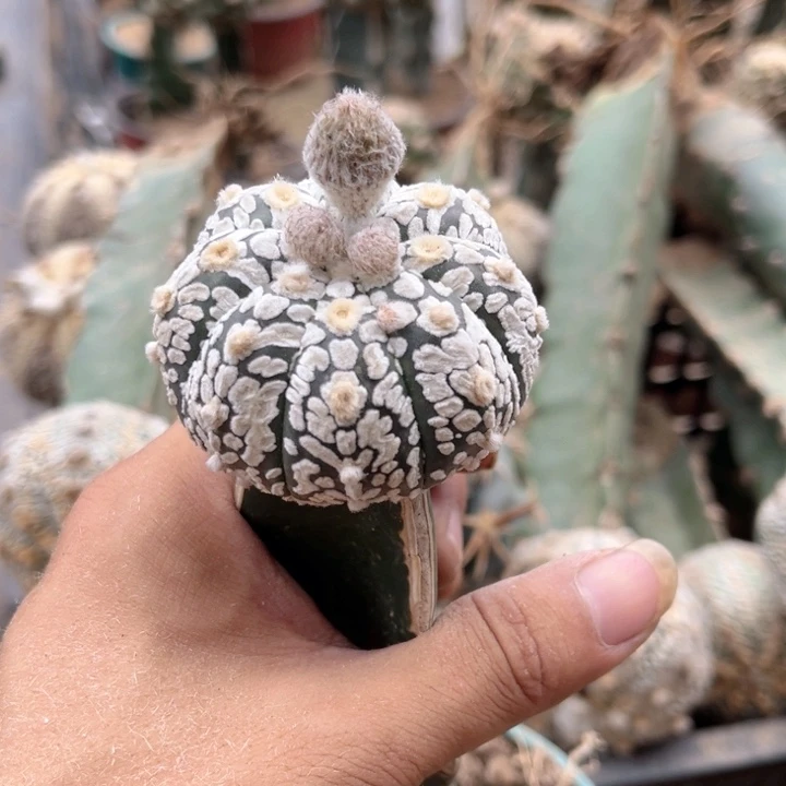 ｖ兜仙人球嫁接开花18