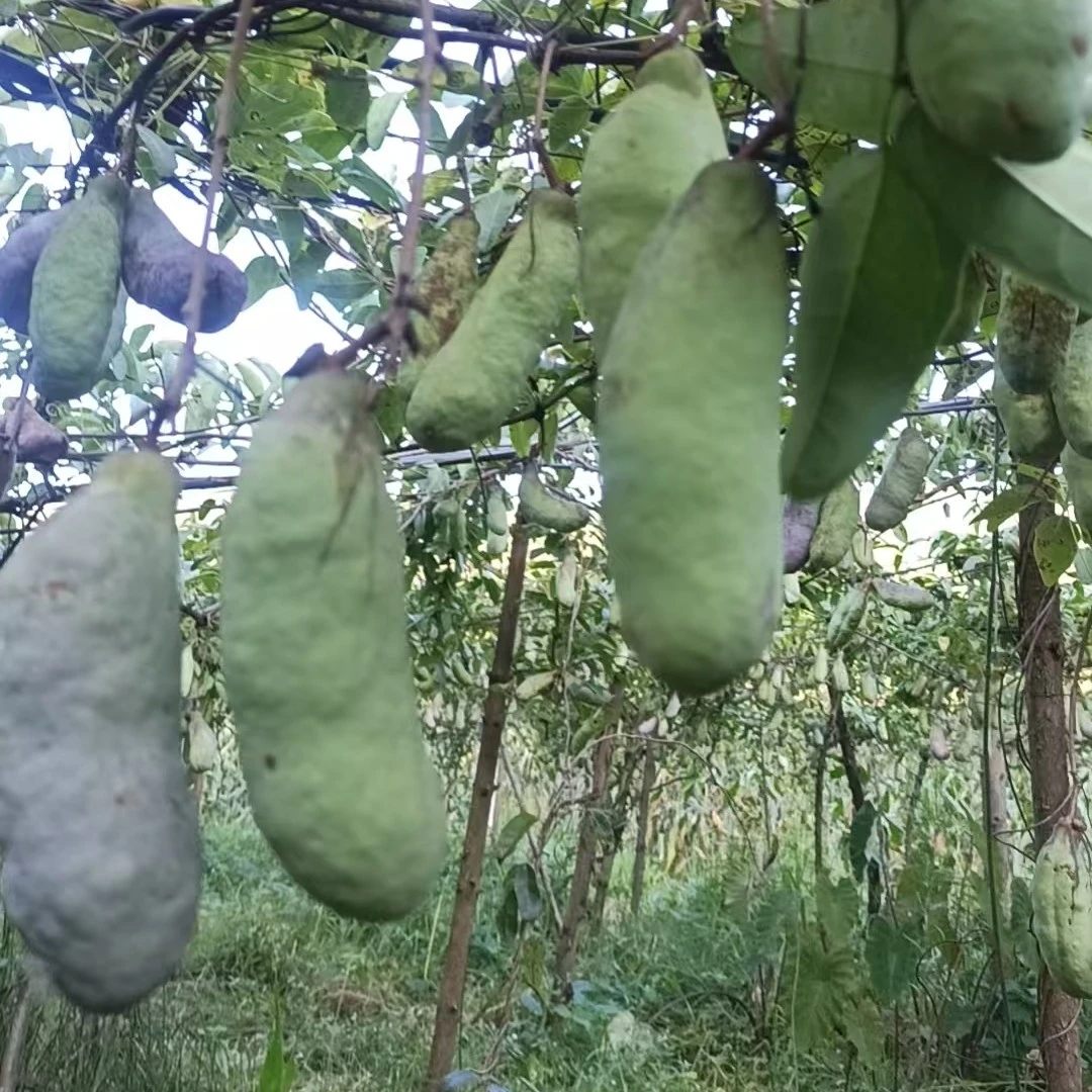云贵高原现摘八月瓜当季新鲜水果包邮香甜软糯