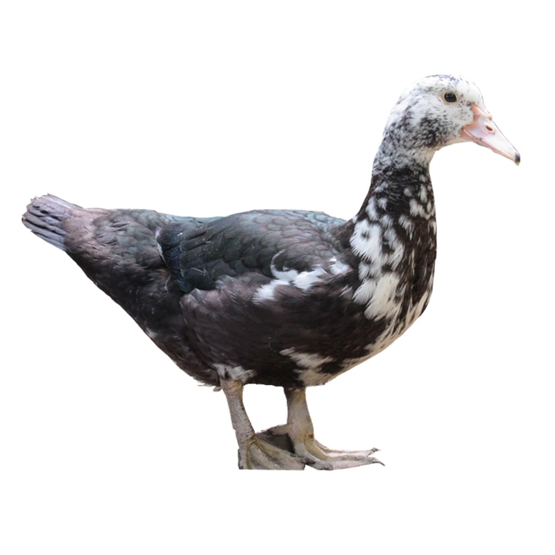 宠物鸭凤头鸭红鼻子红脸鸭