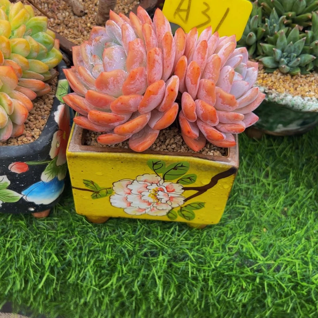 刘***单独只要一个盆价格