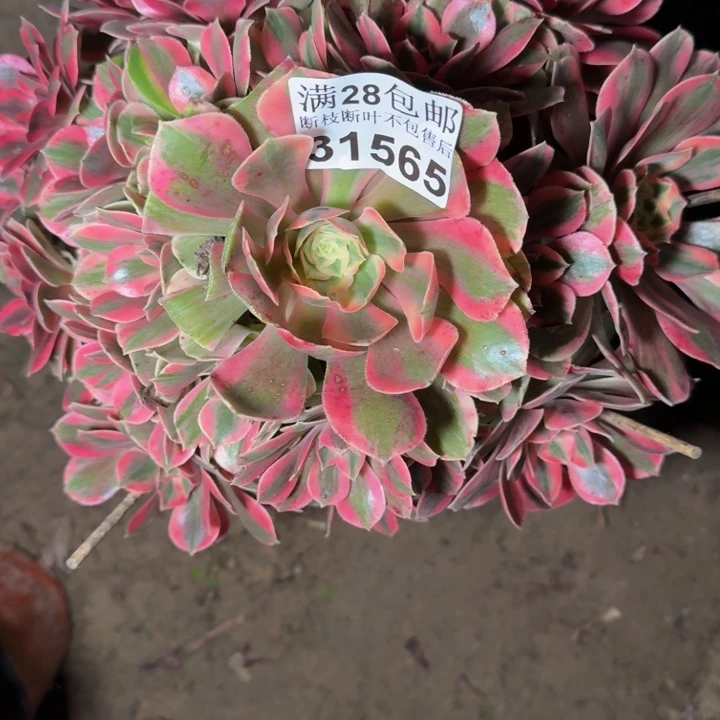 31565女妖多肉植物