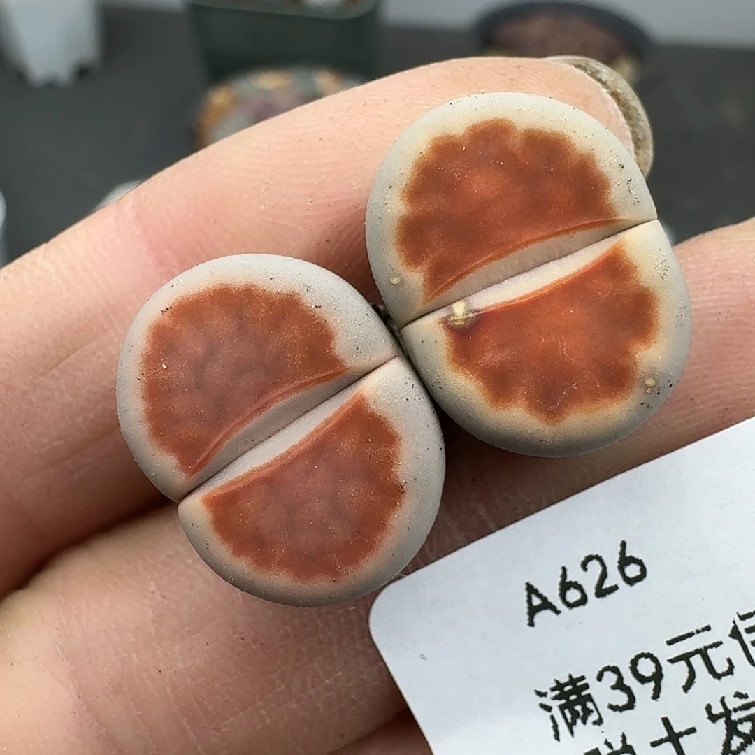 626多肉哈哈哈哈哈哈哈