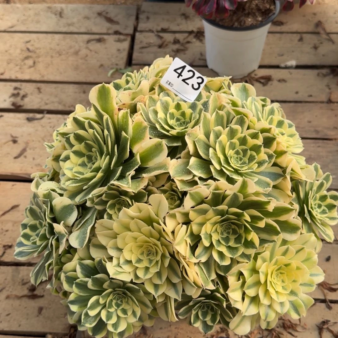 423绿豆沙多肉植物