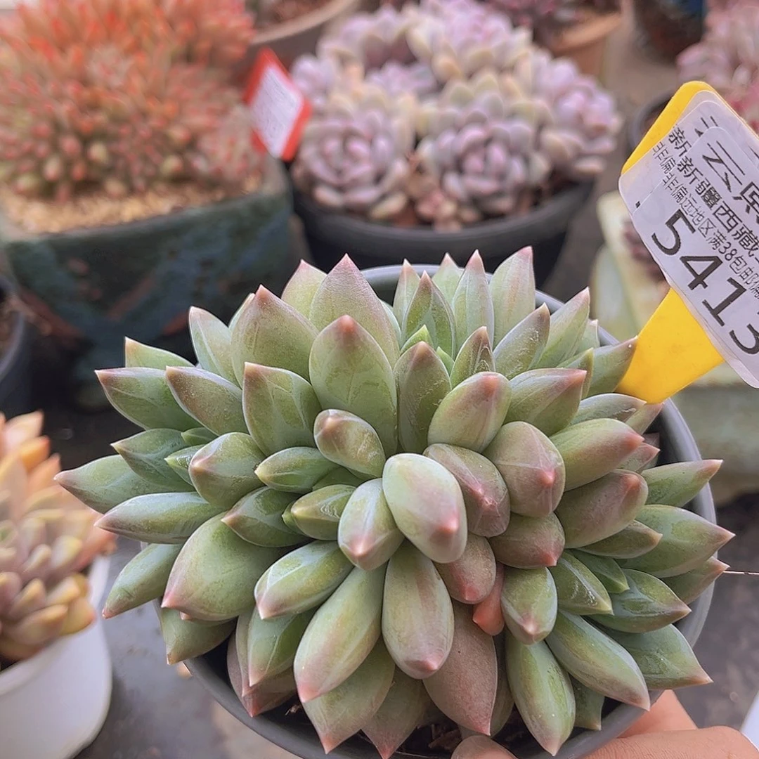 5413重楼美人多肉植物