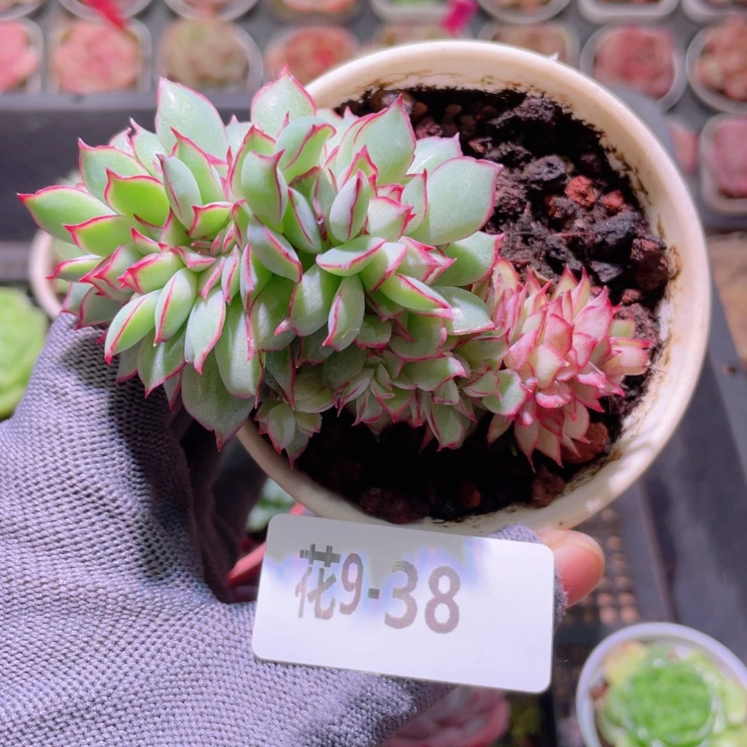 花利美 9-38月光女神缀化