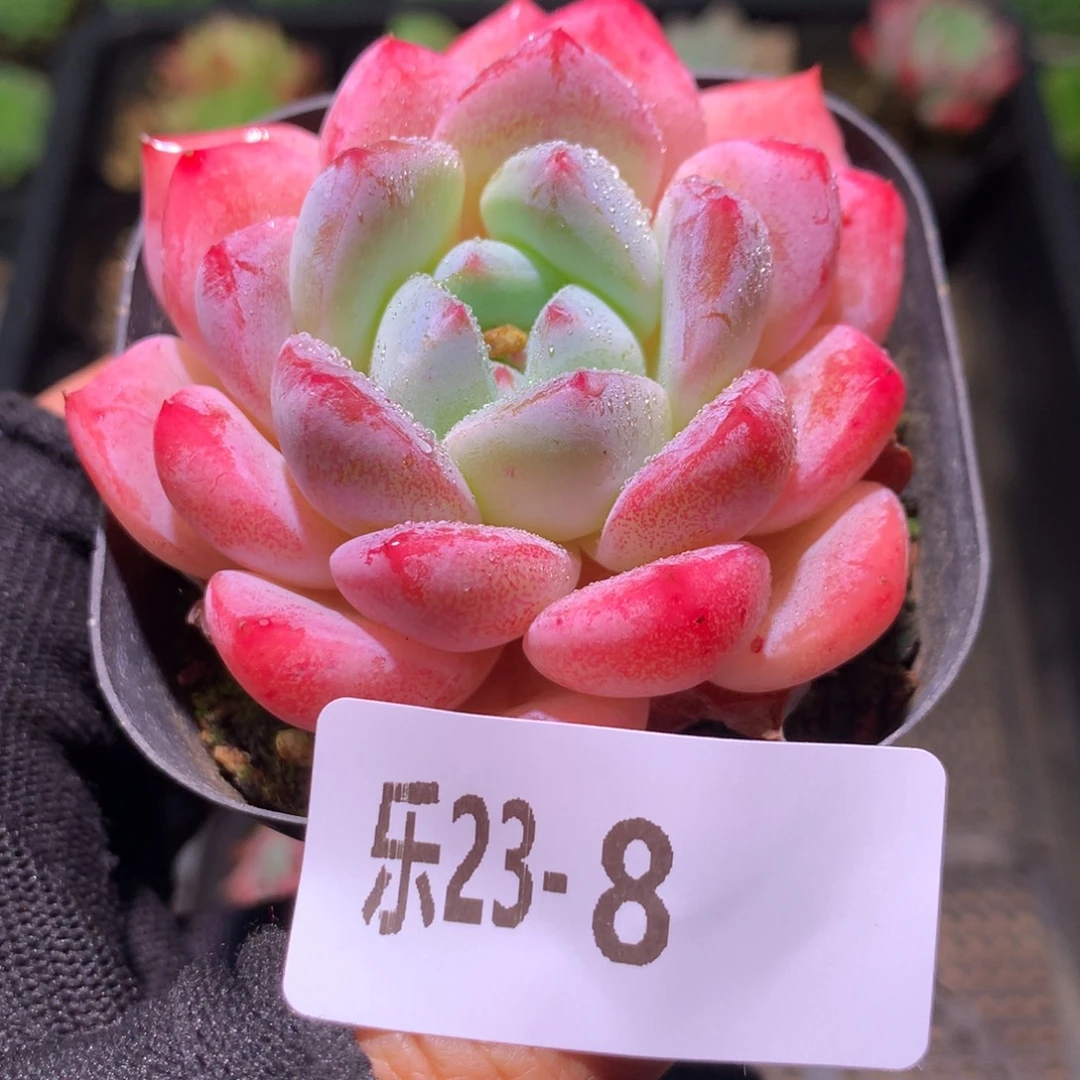 乐然23-8 冰糖单头