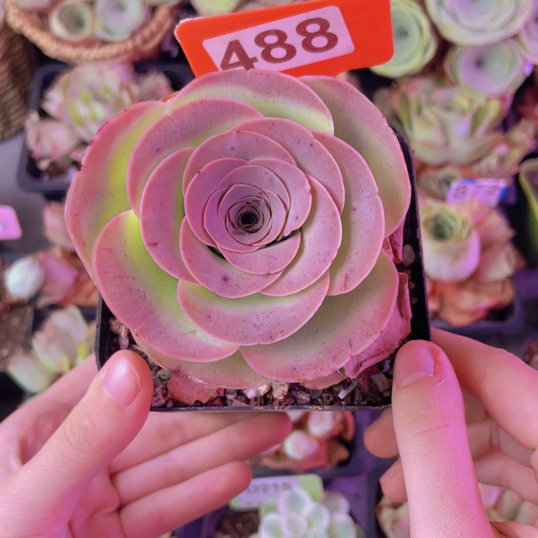 单品一物一拍488号