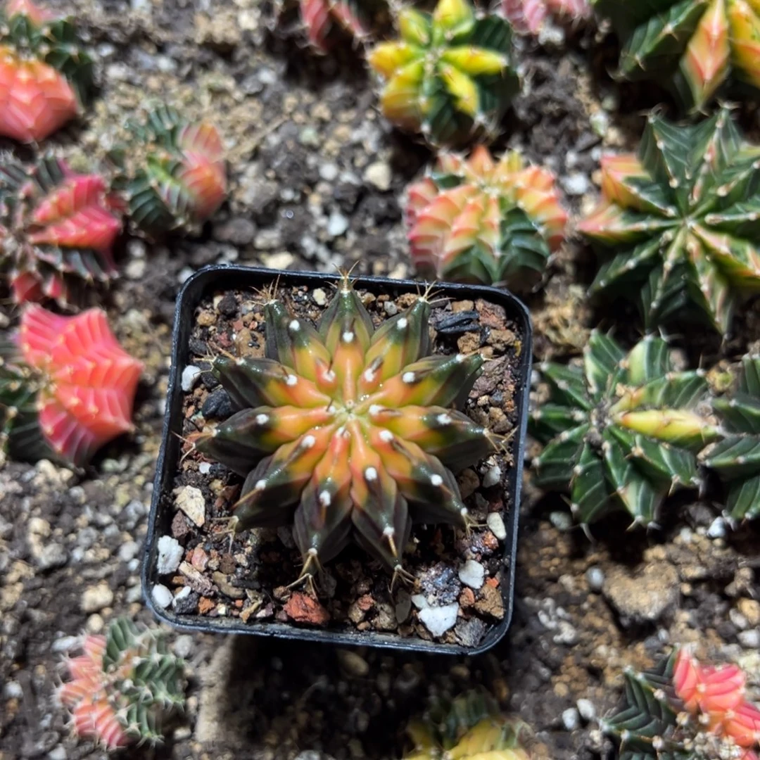 实生肋骨锦带盆土发货