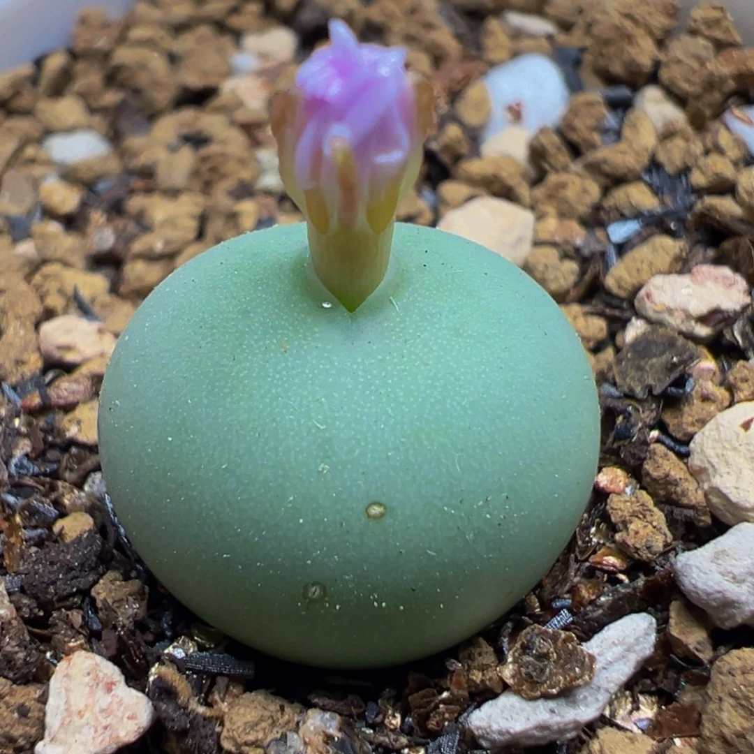 爱心拳拳带盆多肉百科