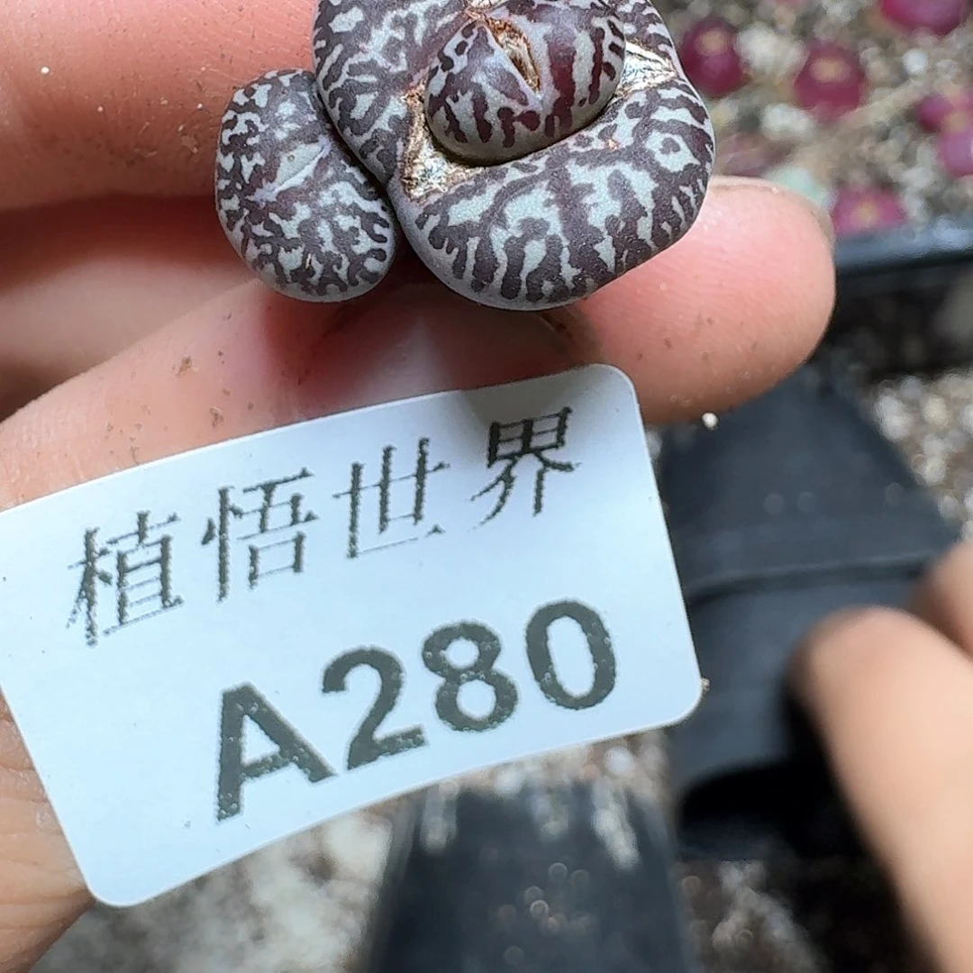 280号多肉植物哇c c
