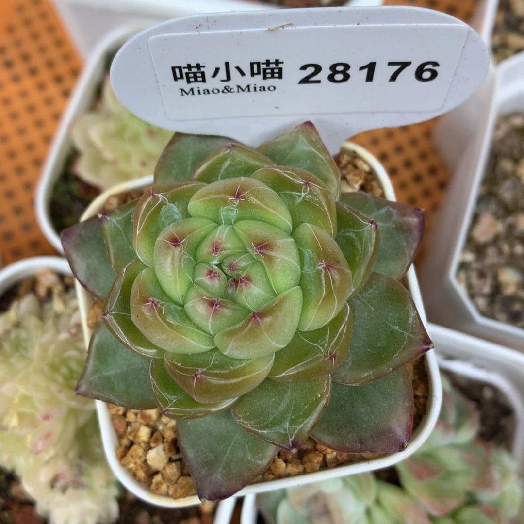 清*多肉植物东云珍妮