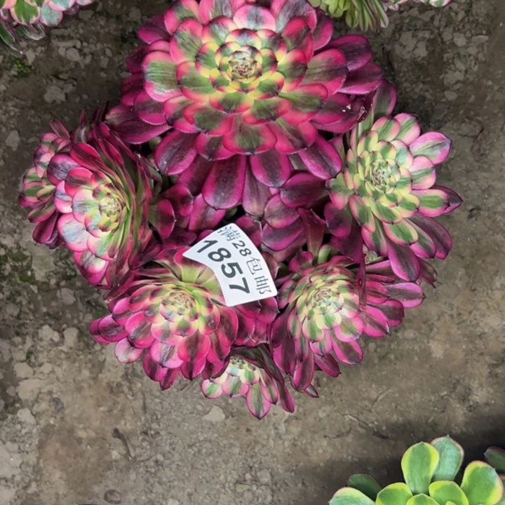 1857舞天姬多肉植物