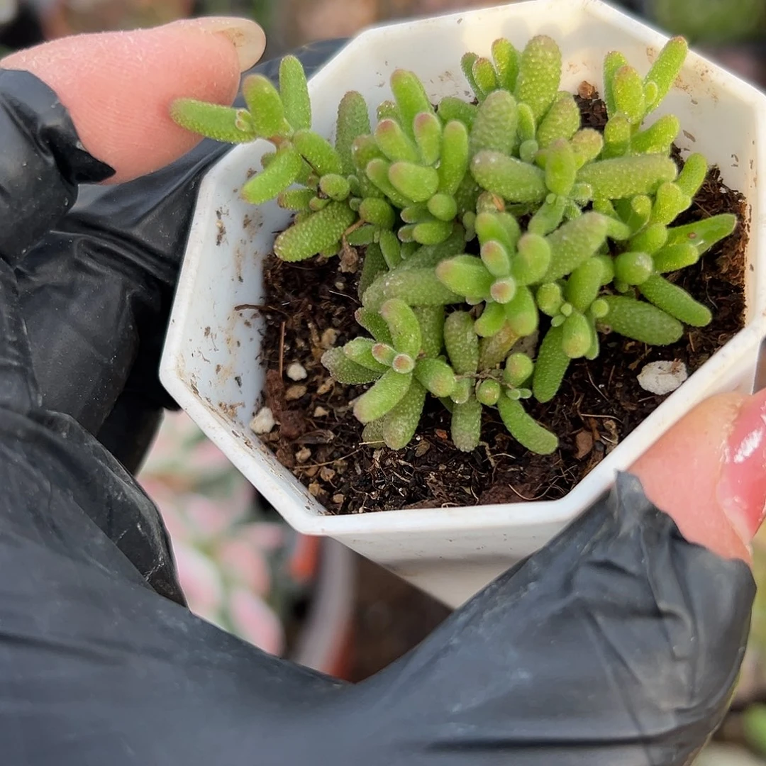 多肉植物枝干开花