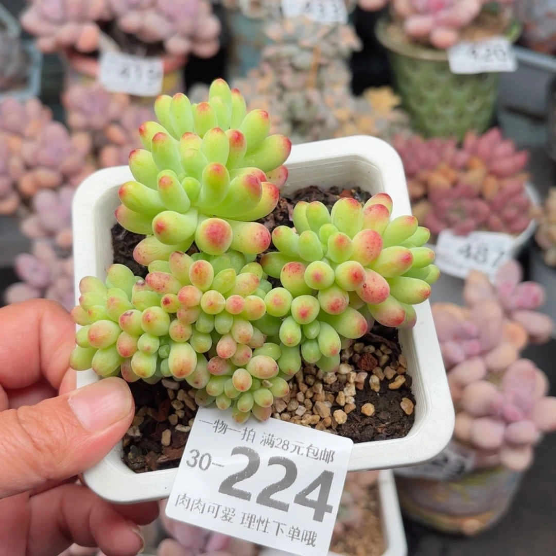 果冻乙女心多肉多肉多