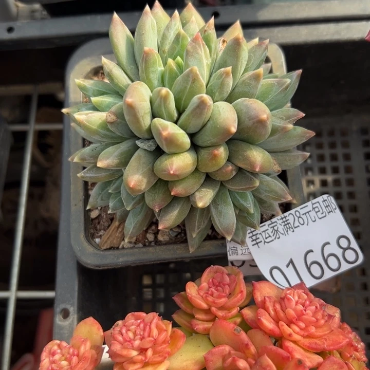 幸运儿是一位非常幸运