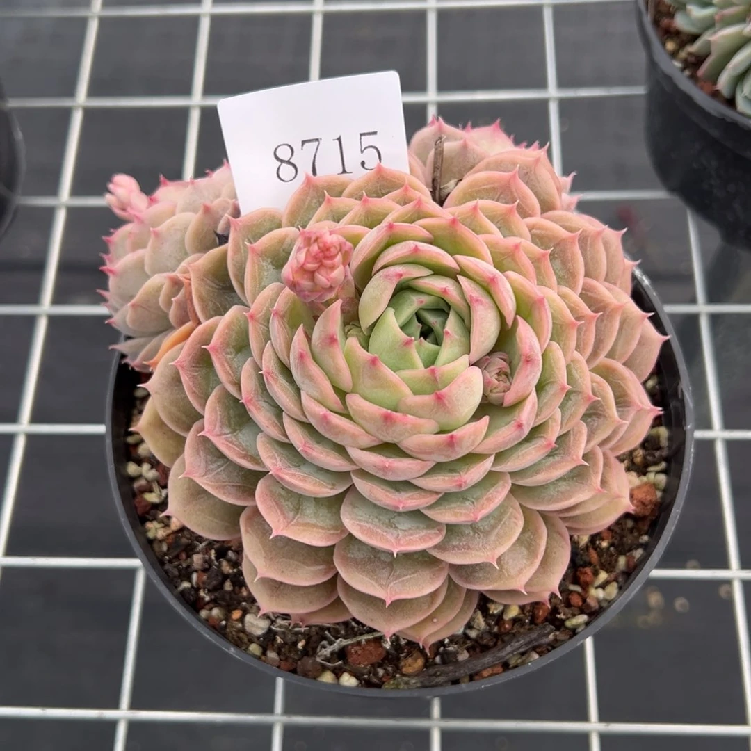 明*8715多肉多多多多多