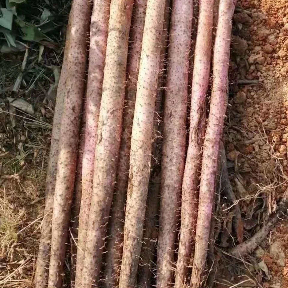 广西农家淮山自产自销