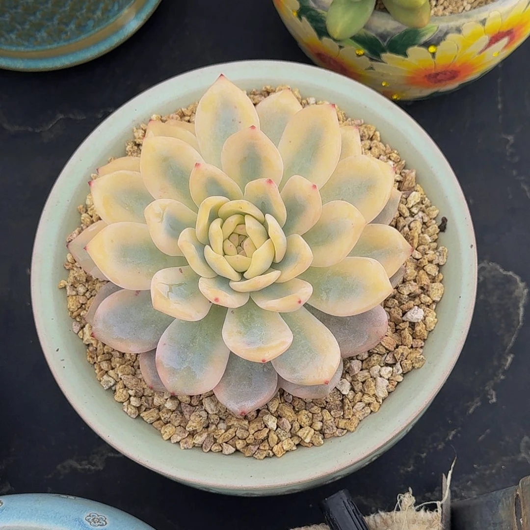 橙梦露 宽锦 14cm
