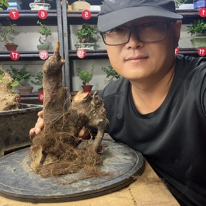 二***⑧无花朵小叶榔榆一个