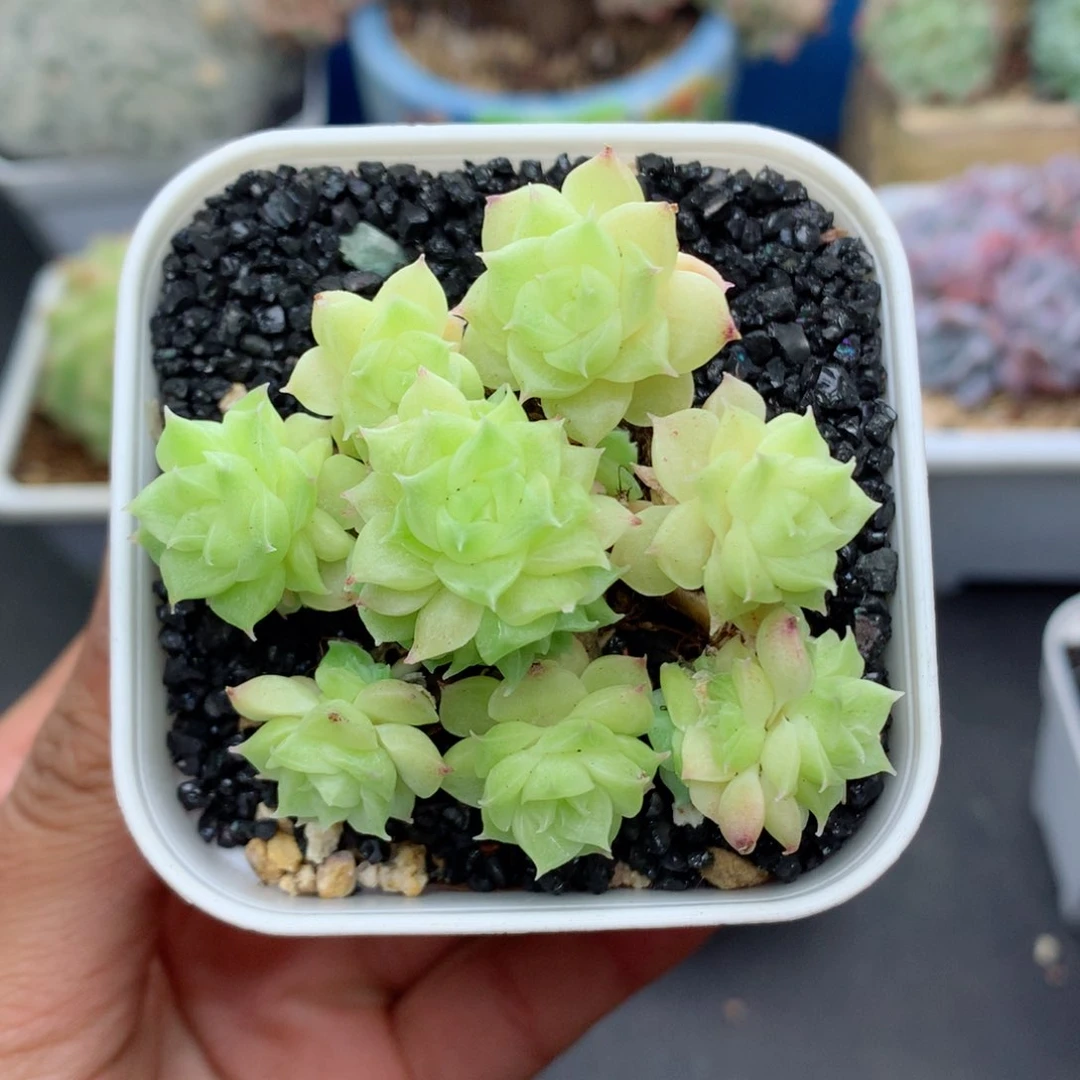 58包邮 群生不包整25