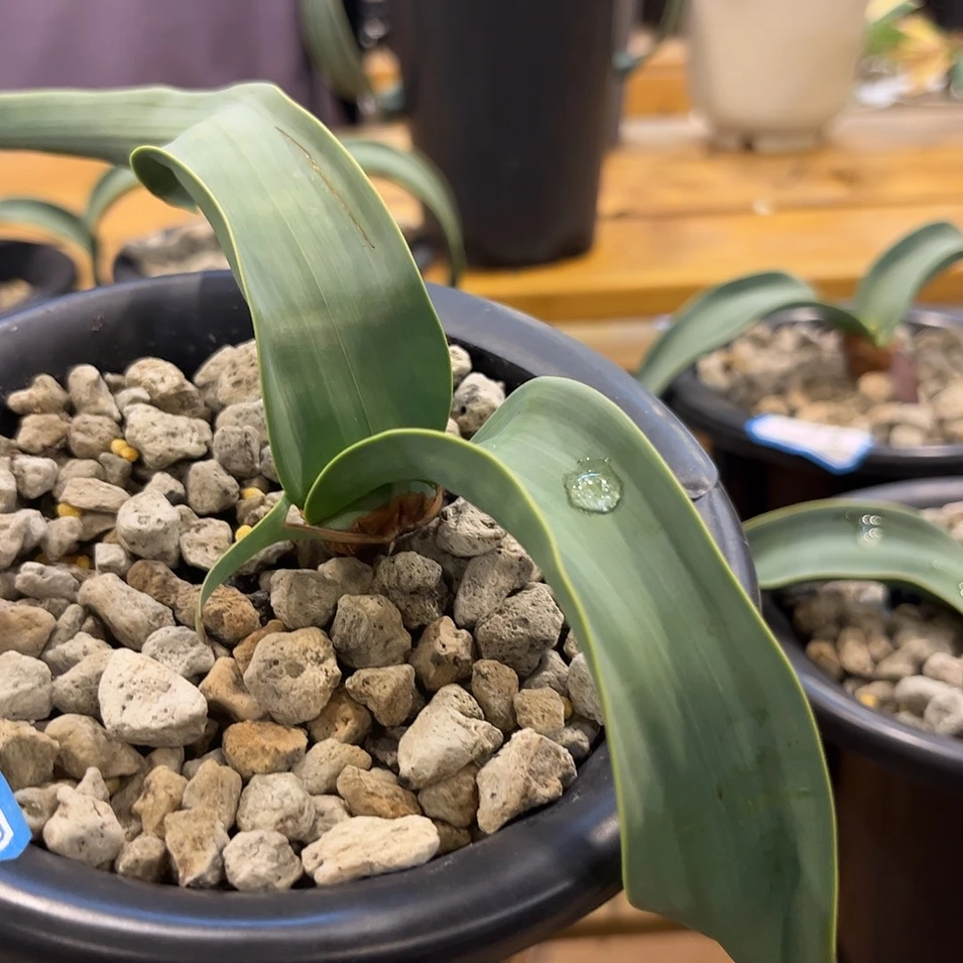 汤圆植物120百岁兰有金线