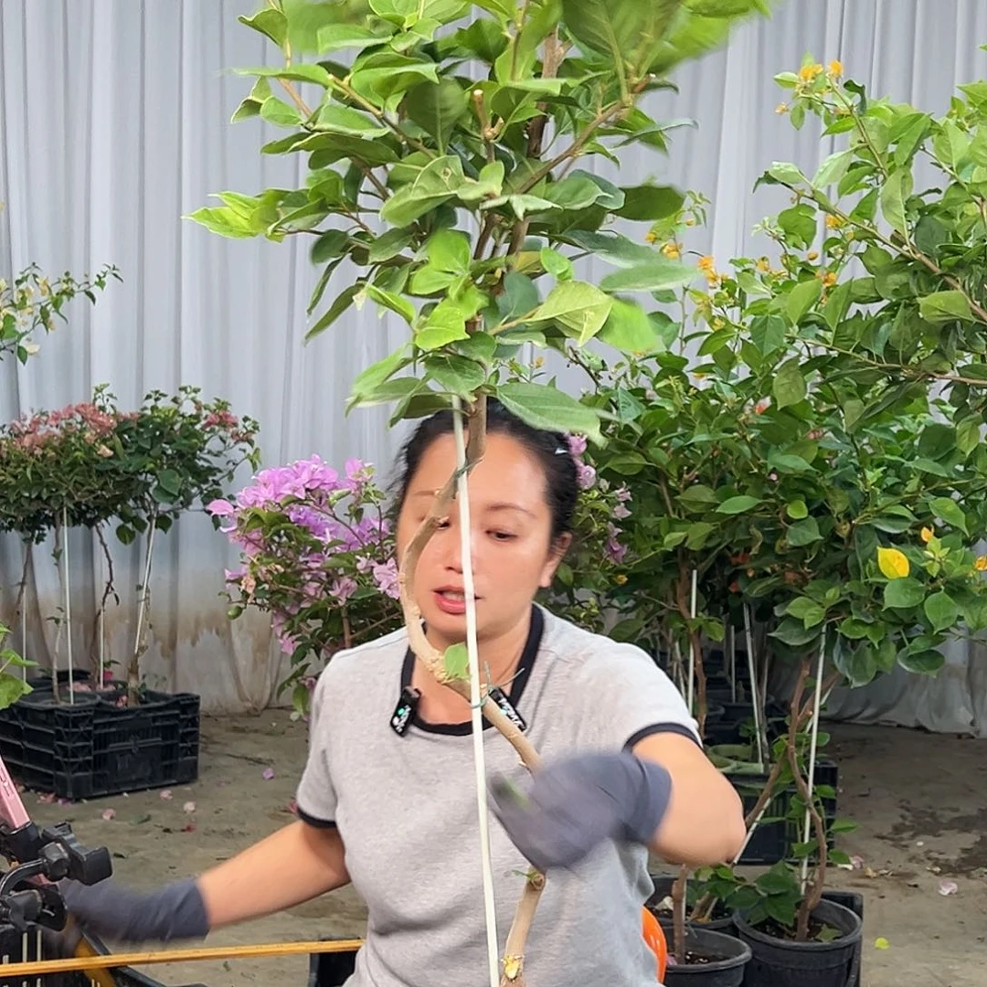 时***光当前无花栽培后可以开花K39变色龙