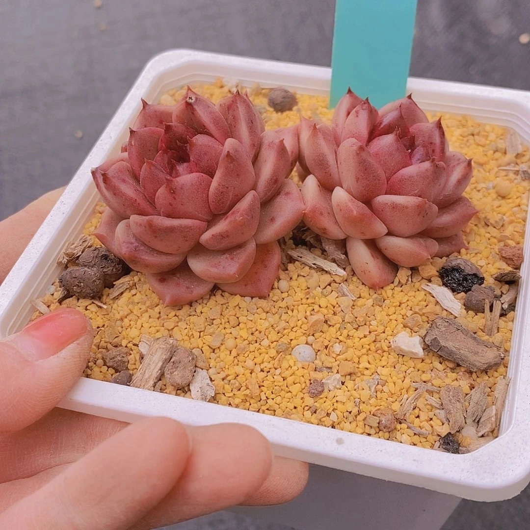 c****l755多肉植物老桩