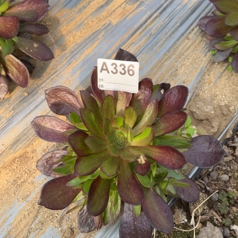 多肉植物万圣节灰锦