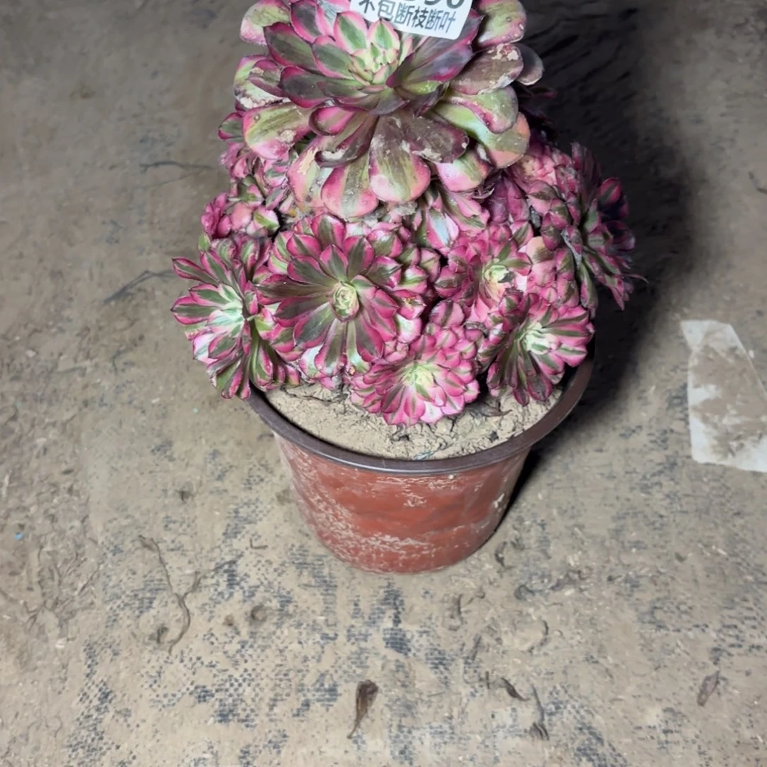 X. 590红铜白多肉。b