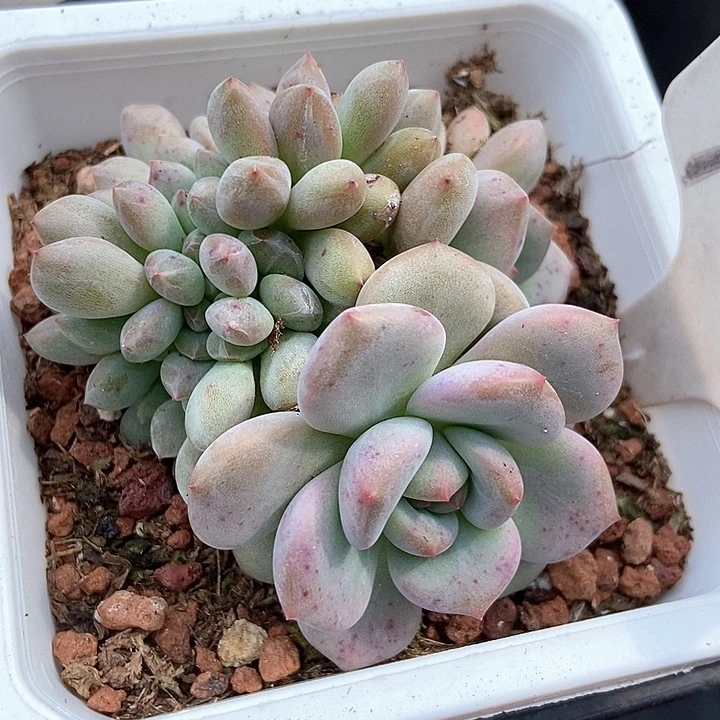 多肉植物胸花缀1050fuorq