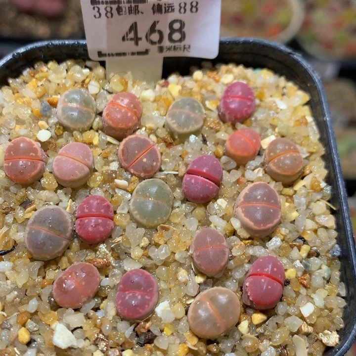 Sss精品生石花468