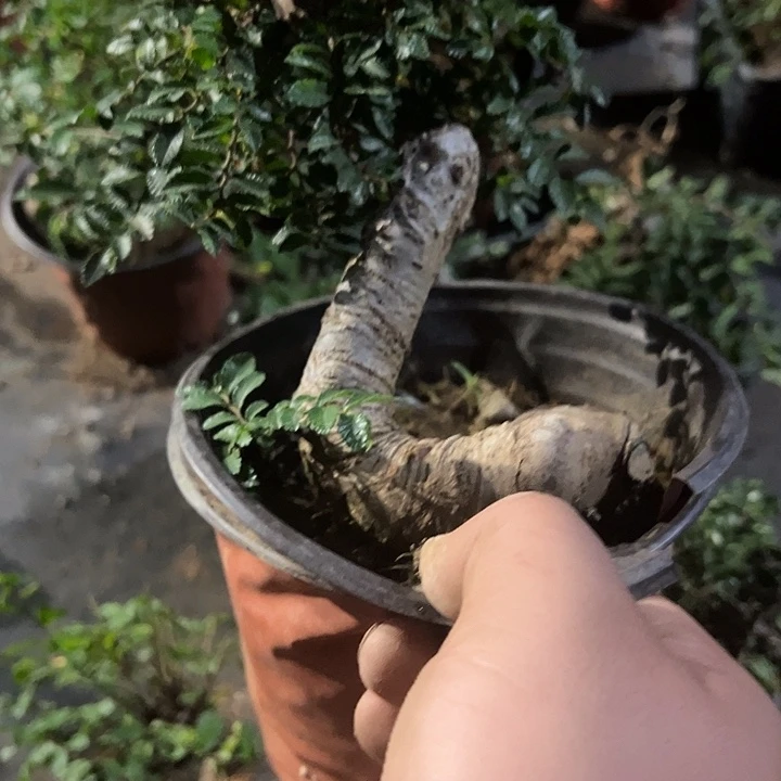 无花朵小叶榔榆绿皮驴书