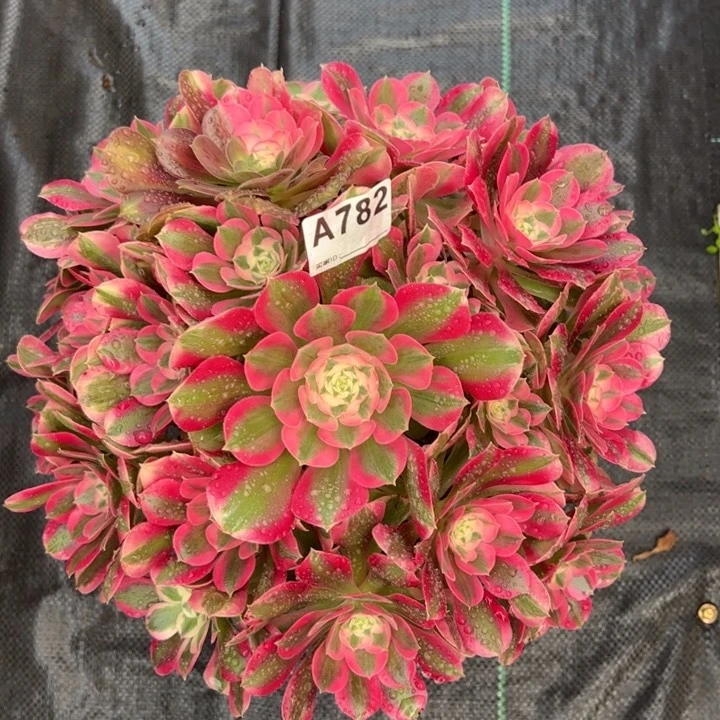 782布加迪30厘米左右