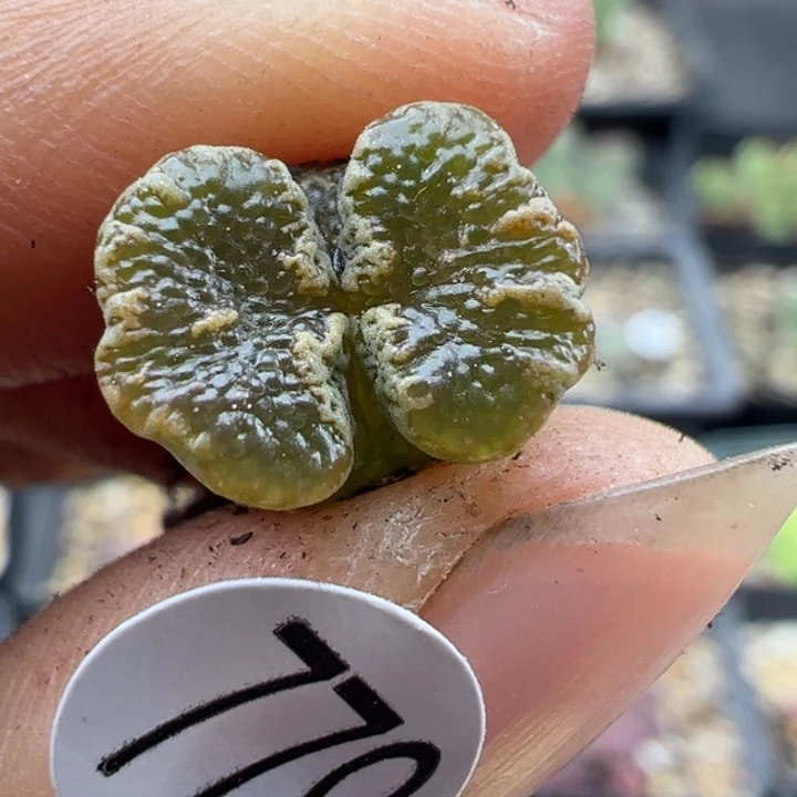 779好111111111111111