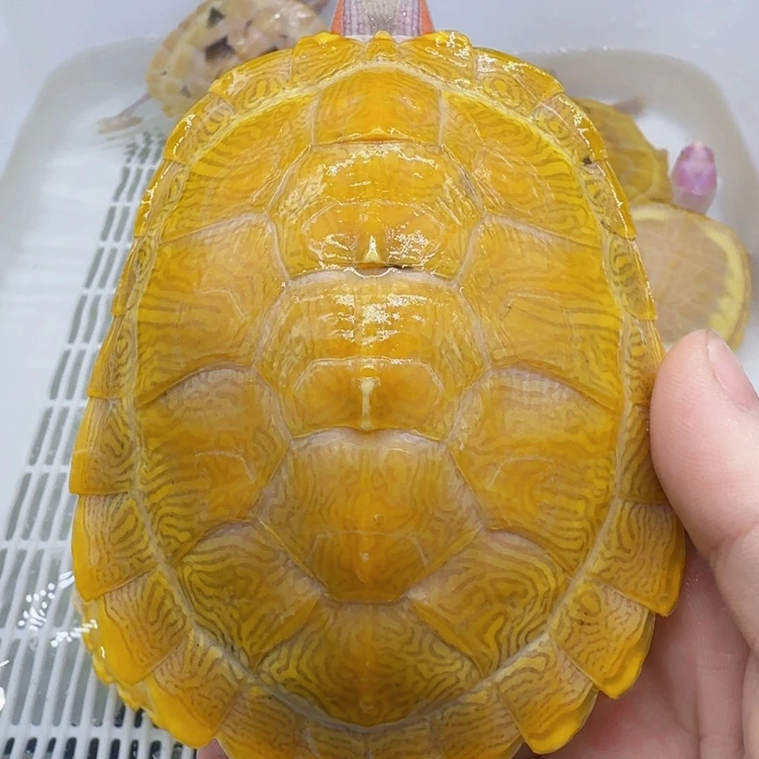 不分公母巴西彩龟