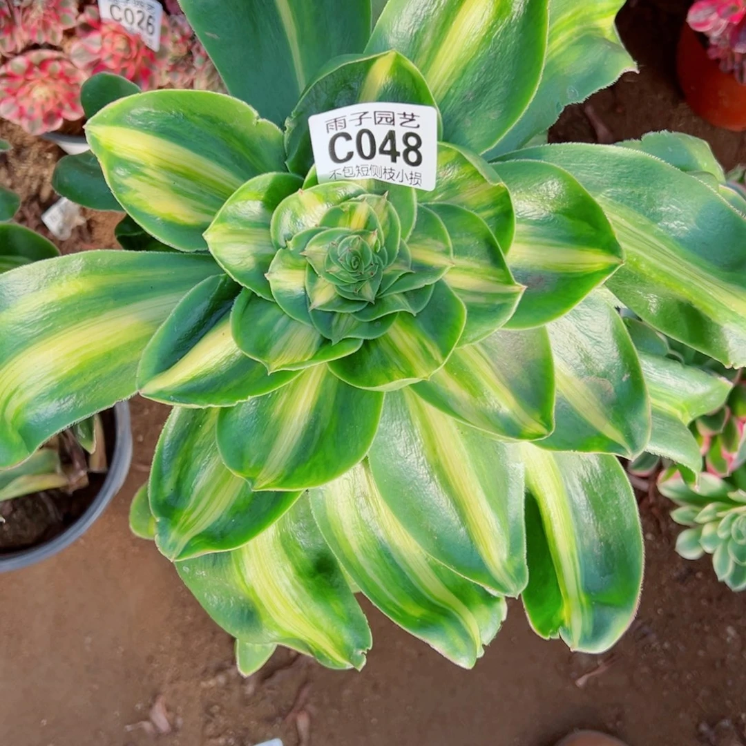 048爆君雨子多肉植物