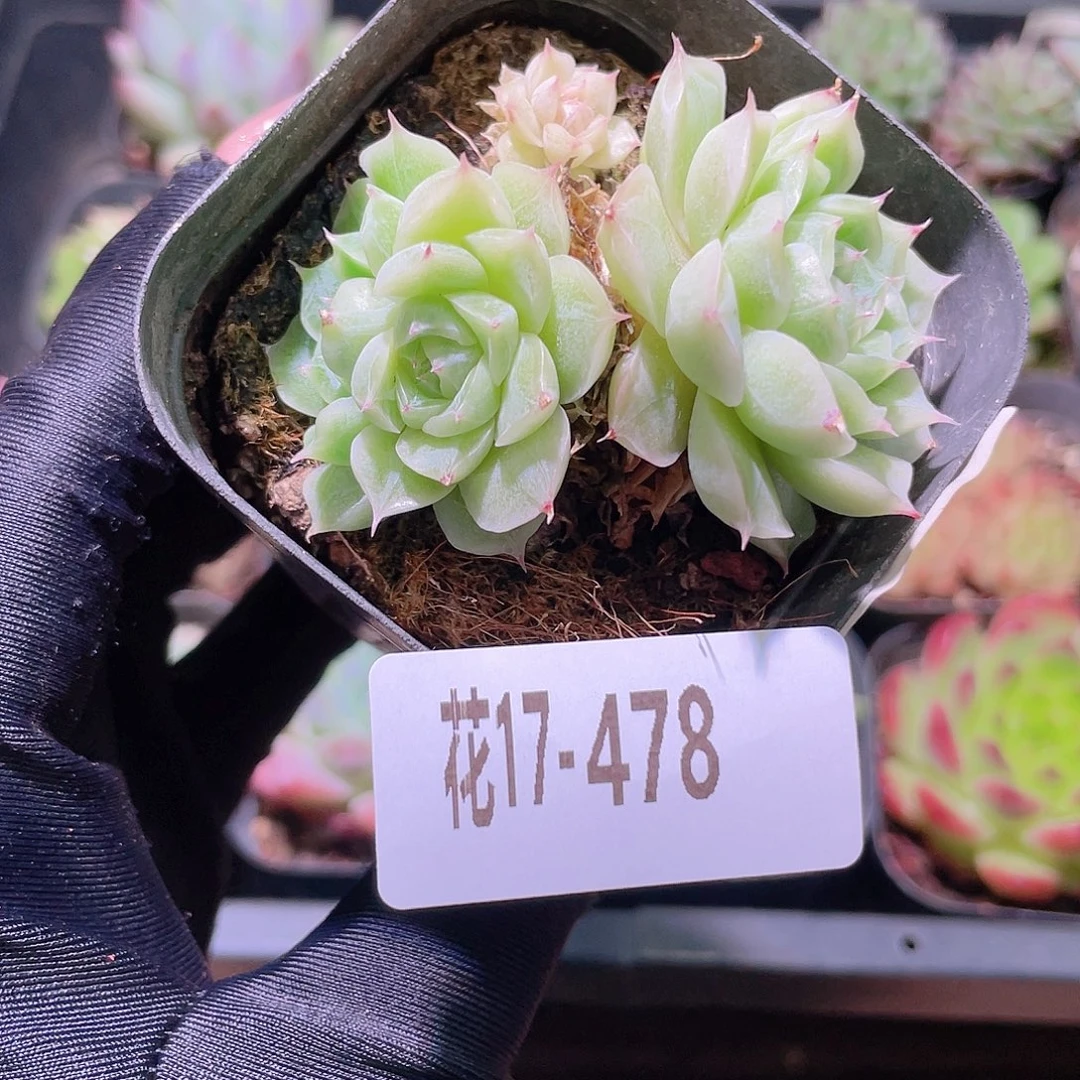 花利美17-478麦秆