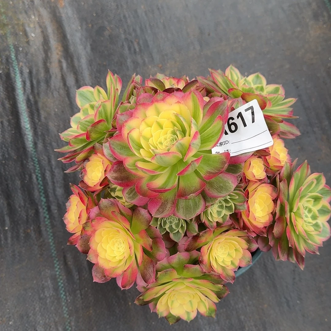 粉海王多肉植物617