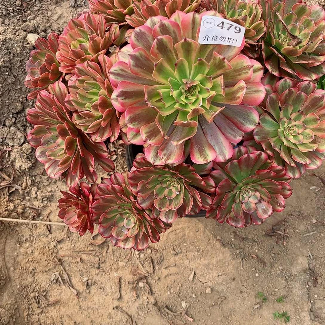 无花朵佛**照多肉植物479