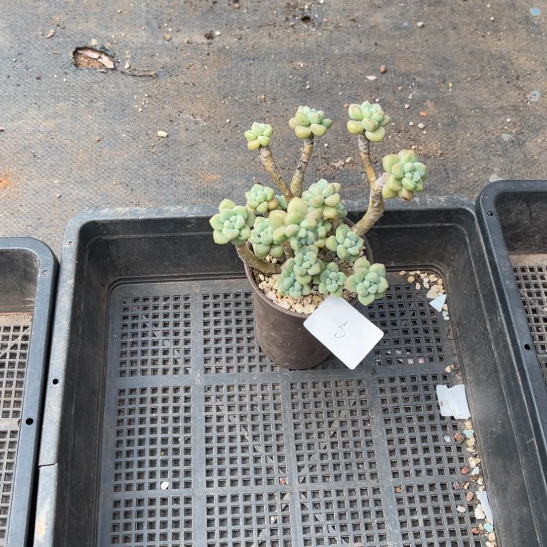 …****←005奶昔多肉植物