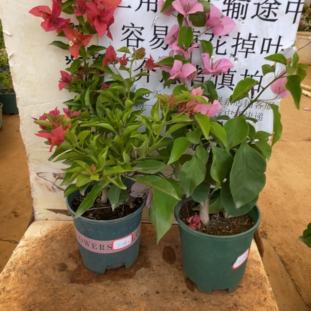 当前无花朵，栽培后可花朵20h2