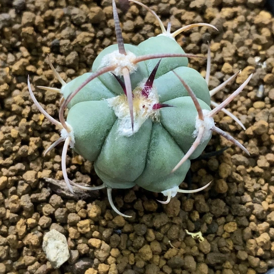 ****朋孤品实生特选株粗刺雷帝平丸2.7cm
