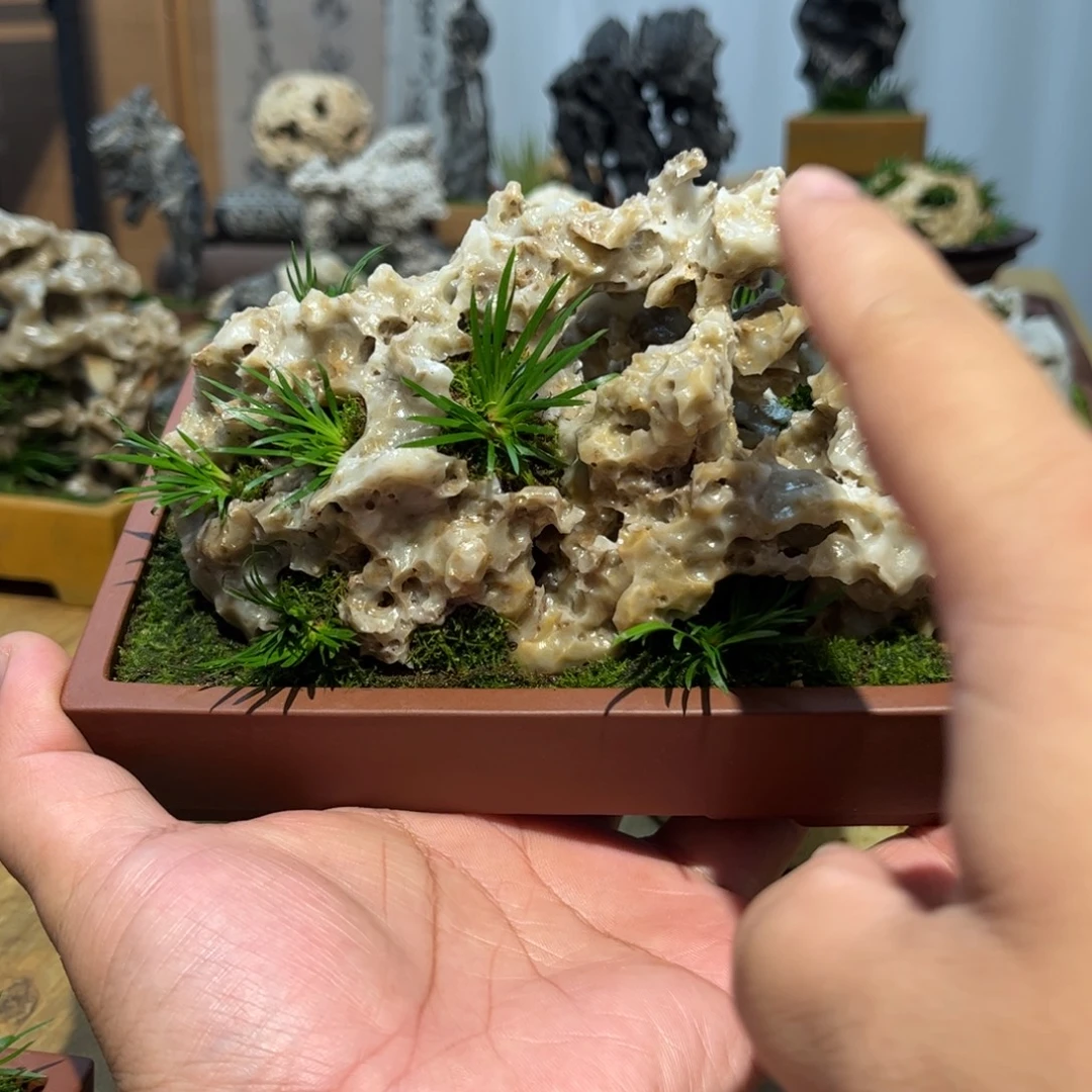 阿***哥紫砂花盆➕附石菖蒲