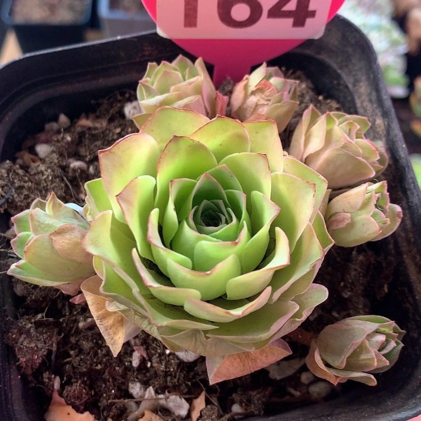 【闪购商品】梓鸢164