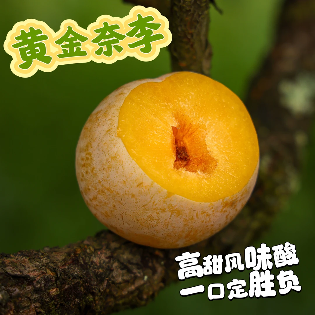 九峰山黄金奈李 甜度优秀 风味馥郁 2斤起 顺丰